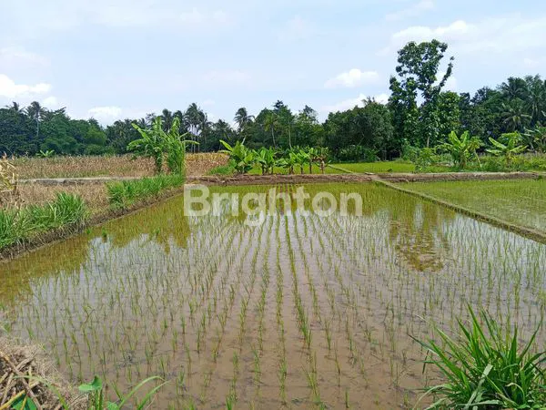 image SAWAH DI SEYEGAN (2)