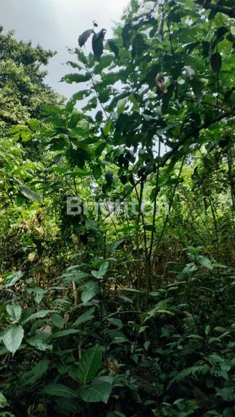 image DIJUAL TANAH GUDANG / PABRIK DI CUKANGGALIH CURUG TANGERANG (4)