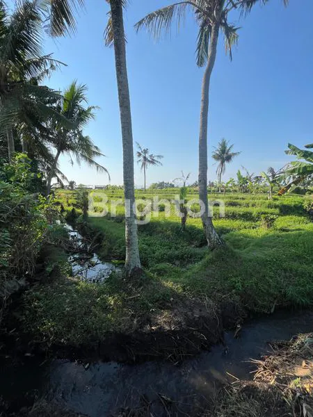 image DIJUAL TANAH KEDUNGU 200MTR FRONT BEACH  (2)