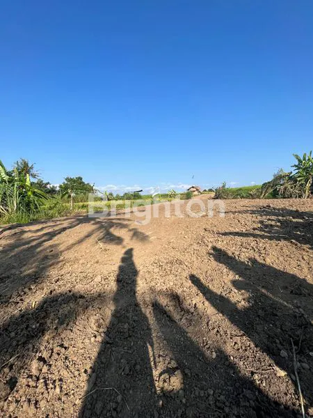 image DIJUAL TANAH KEDUNGU 200MTR FRONT BEACH  (3)