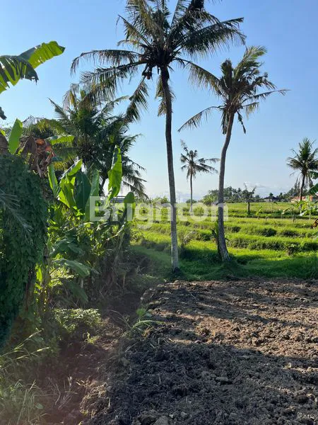 image DIJUAL TANAH KEDUNGU 200MTR FRONT BEACH  (4)