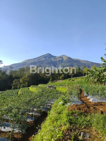 TANAH DIDAERAH SEJUK DS PANDEAN NGABLAK