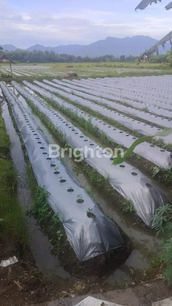 DIJUAL TANAH 1,085 HEKTAR - JRMBRANA