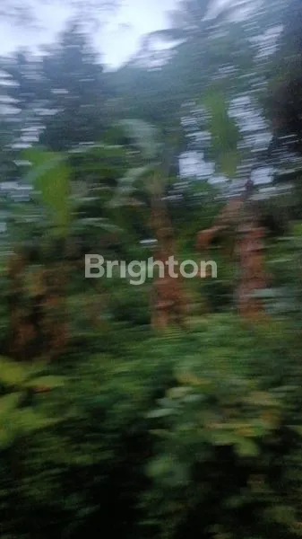 image DI JUAL TANAH LANGKA DI TEGAL LALANG ZONA KUNING - GIANYARDI JUAL TANAH DI TEGAL LALANG ZONA KUNING COCOK UNTUK VILLA HUNIAN ATAU VILLA COMMERCIAL\N.  (4)