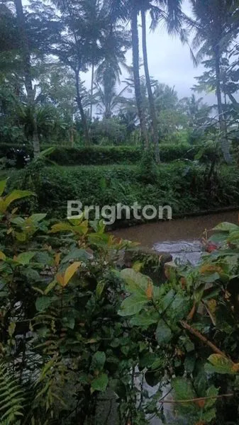 image DI JUAL TANAH LANGKA DI TEGAL LALANG ZONA KUNING - GIANYARDI JUAL TANAH DI TEGAL LALANG ZONA KUNING COCOK UNTUK VILLA HUNIAN ATAU VILLA COMMERCIAL\N.  (2)