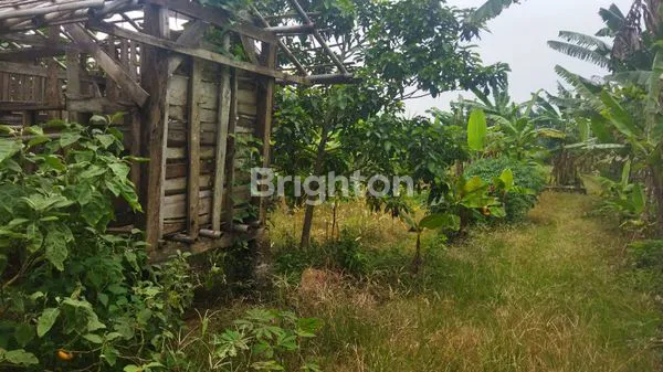 image TANAH STRATEGIS CIOMAS, VIEW PEGUNUNGAN & SHM (4)