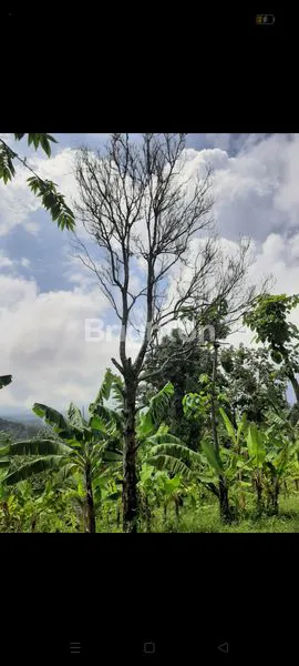 image TANAH KEBUN LUAS 2,4 HEKTAR DI WONOKERTO DEKAT SMPN 2  (6)