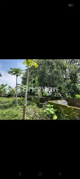 image TANAH KEBUN LUAS 2,4 HEKTAR DI WONOKERTO DEKAT SMPN 2  (5)