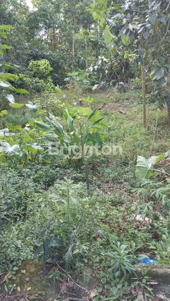 image TANAH LUAS 823M DAN MURAH SUSUKAN KAB SEMARANG  (5)