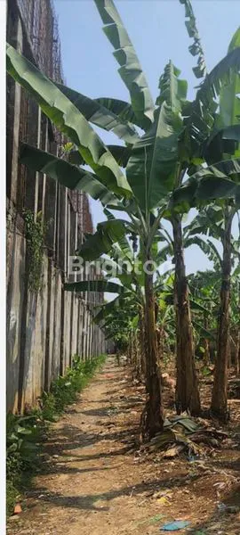 image LAHAN PRODUKTIF 2,1 HA DEKAT TOL CIGOMBONG SUKABUMI.\N (5)