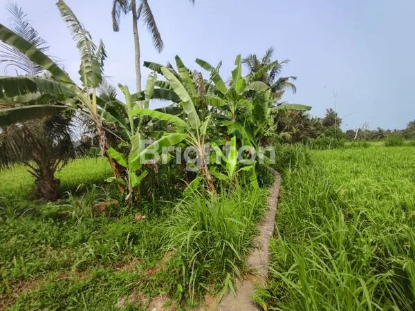 image TANAH 260JT PER ARE  DESA SABA GIANYAR (3)