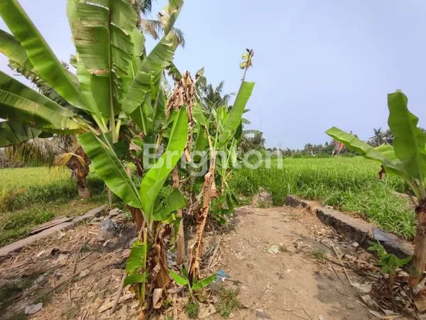 image TANAH 260JT PER ARE  DESA SABA GIANYAR (4)