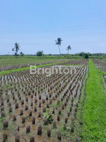 image TANAH SAWAH DEKAT BANDARA YIA (7)