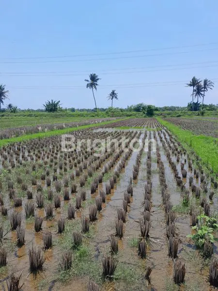 image TANAH SAWAH AREA KEBONREJO TEMON KULONPROGO (2)