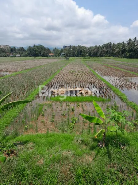 image TANAH SAWAH AREA KEBONREJO TEMON KULONPROGO (8)