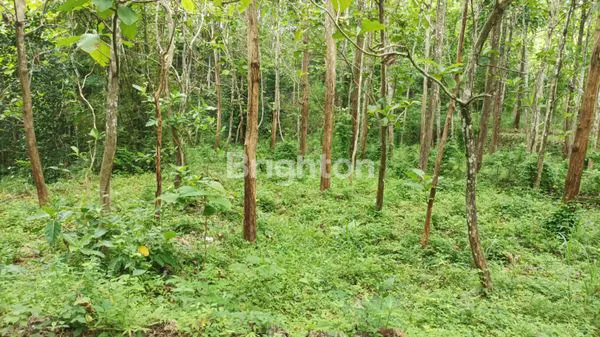 image TANAH TEGAL VIEW GUNUNG & DEKAT WISATA HEHA GUNUNG KIDUL (2)