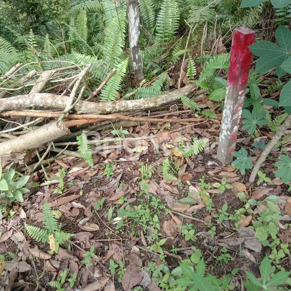 image LAHAN SIAP BANGUN DEKAT ITK, AKSES JALAN BAGUS (7)