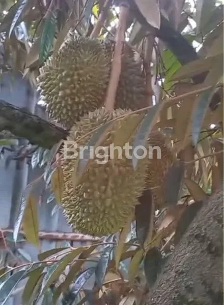 image TANAH LUAS 9.700 M² DI DELI SERDANG – BONUS RUMAH & DURIAN PRODUKSI (5)