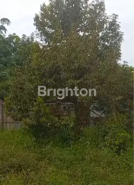 image TANAH LUAS 9.700 M² DI DELI SERDANG – BONUS RUMAH & DURIAN PRODUKSI (2)