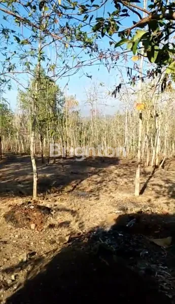 image TANAH STRATEGIS 7000M2 DI GUNUNG KIDUL (COCOK UNTUK PABRIK/HUNIAN/DLL) (3)