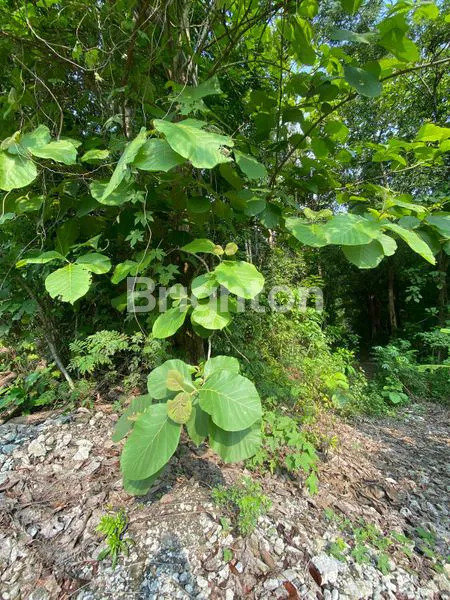 image INVESTASI TANAH 1.647M² DI BANGUNJIWO, YOGYAKARTA (5)