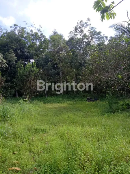 DI JUAL CEPAT BU SEBIDANG TANAH KEBUN