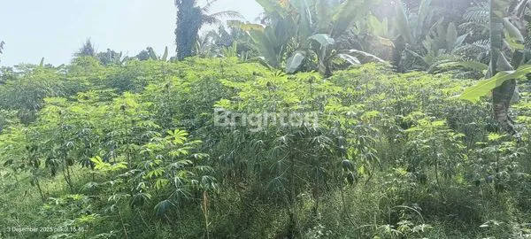 image TANAH KAMPUNG DI DESA UNDIAN (2)