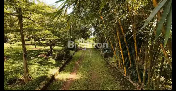 DI JUAL TANAH KEBUN DI DAERAH CIJERUK