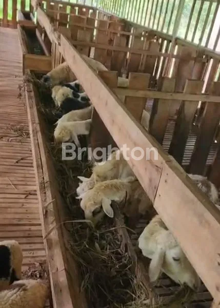 image DI JUAL TANAH KEBUN DI DAERAH CIJERUK (7)