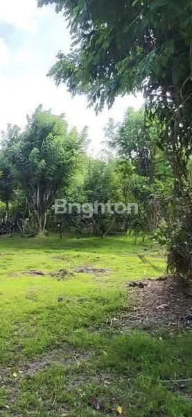 image DIJUAL TANAH LOS TEBING UNGASAN (2)
