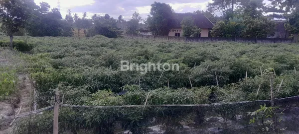 image DI JUAL TANAH KOSONG NATAR (3)