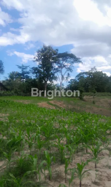 image DI JUAL TANAH KOSONG NATAR (4)