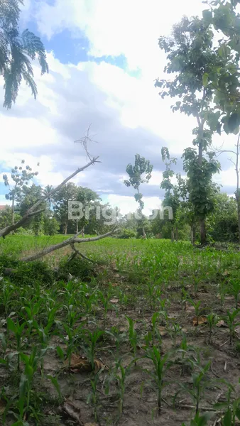 image DI JUAL TANAH KOSONG NATAR (5)