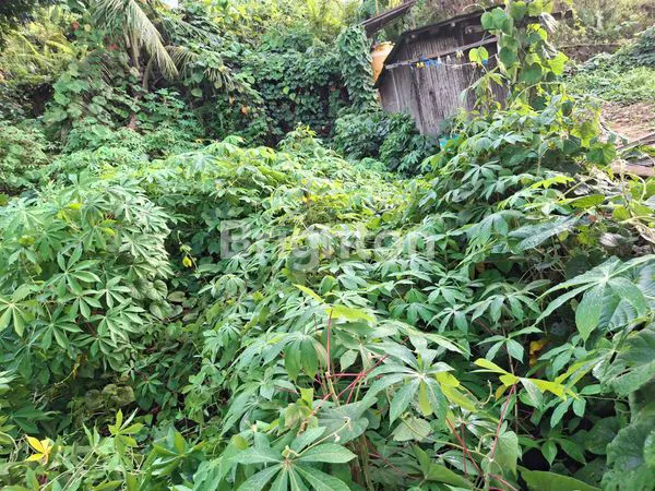 image TANAH MURAH 200M², LOKASI NYAMAN DI KUNJANG (7)