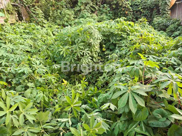 image TANAH MURAH 200M², LOKASI NYAMAN DI KUNJANG (4)