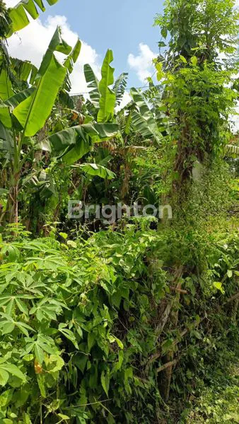 image SEWA TANAH SHM – JL. JAYA PANGUS, PEGUYANGAN KAJA (5)