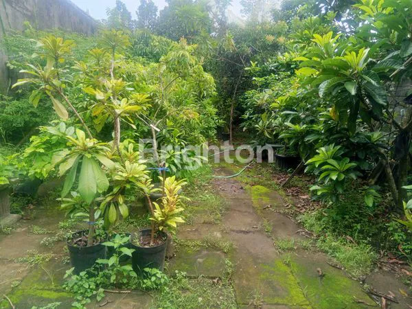 image RUKO DAN KEBUN DI SAMBISARI (1)