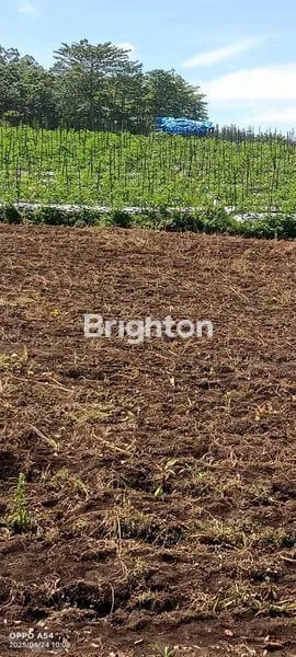 image JUAL TANAH PERTANIAN PRODUKTIF (2)