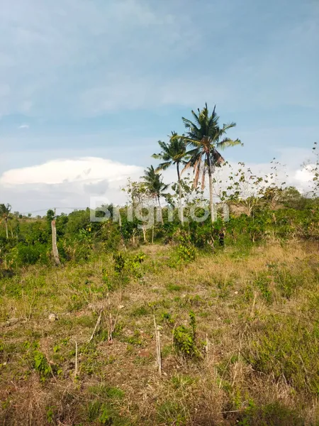 image DI KONTRAKKAN TANAH NUSA PENIDA (2)