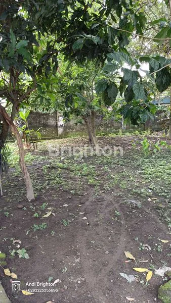 image RUMAH LAMA DENGAN TANAH LUAS DI NGORO JOMBANG (7)