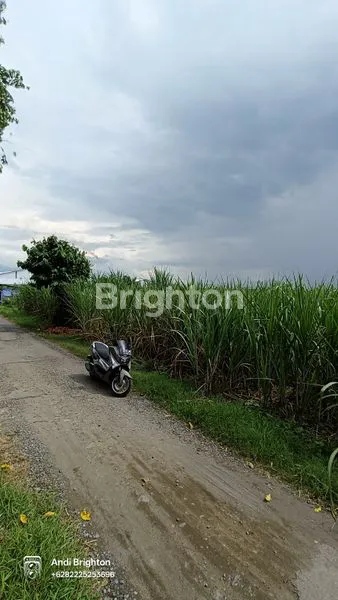 image TANAH SAWAH LUAS SIAP PAKAI BADANG NGORO JOMBANG (1)