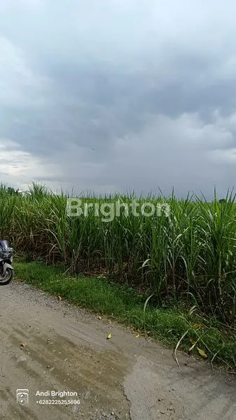 image TANAH SAWAH LUAS SIAP PAKAI BADANG NGORO JOMBANG (3)