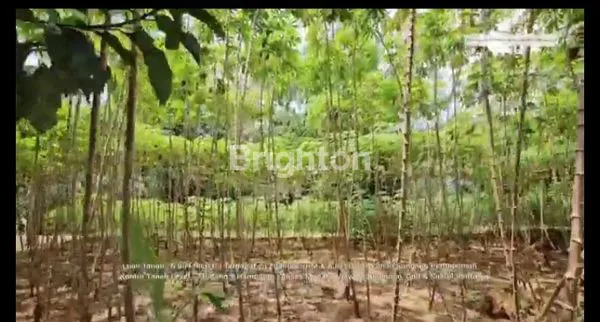 image TANAH LUAS MURAH STRATEGIS SENTUL  (1)