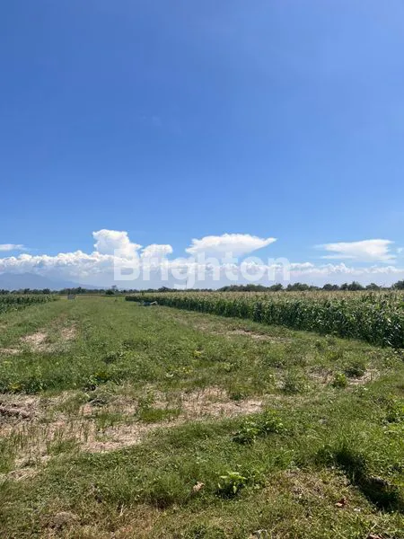 image DIJUAL LAHAN INDUSTRI JETIS, MOJOKERTO (1)