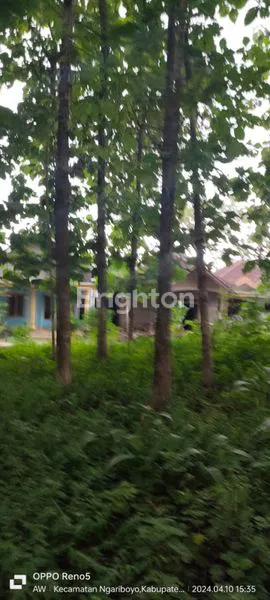 image DIJUAL TANAH DAN POHON JATI LETAK DIPINGGIR JALAN UTAMA (6)