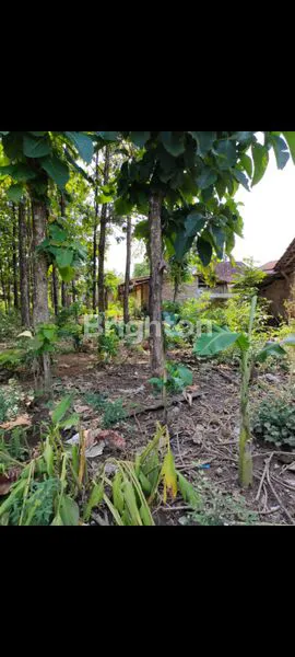 image DIJUAL TANAH DAN POHON JATI LETAK DIPINGGIR JALAN UTAMA (3)