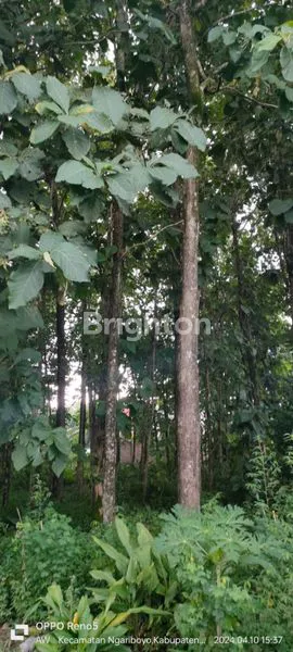 image DIJUAL TANAH DAN POHON JATI LETAK DIPINGGIR JALAN UTAMA (2)