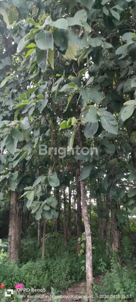 image DIJUAL TANAH DAN POHON JATI LETAK DIPINGGIR JALAN UTAMA (4)