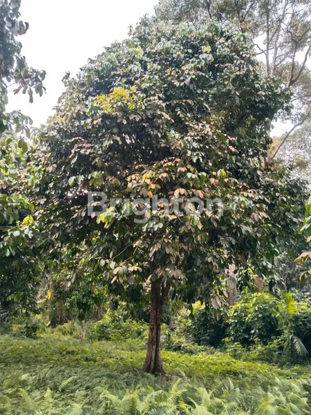 image LAHAN BERISI 31 POHON DUKU DAN 2 POHON DURIAN (5)