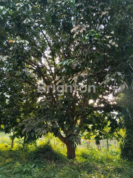 image LAHAN BERISI 31 POHON DUKU DAN 2 POHON DURIAN (8)